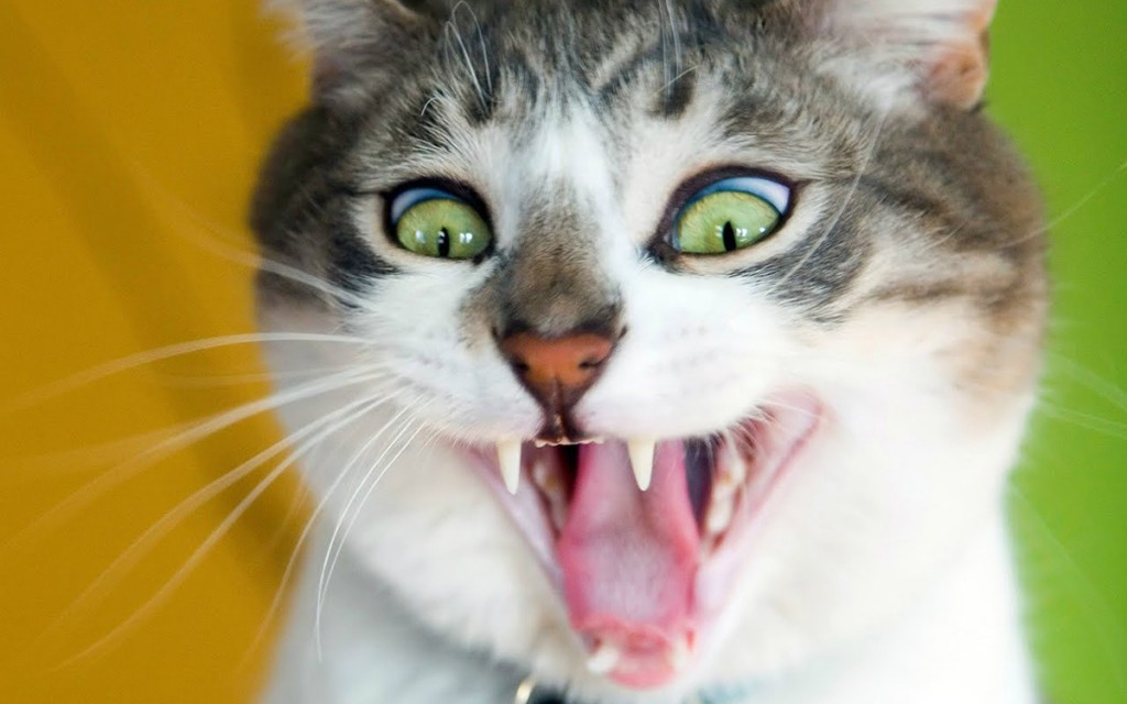 Alt cat two