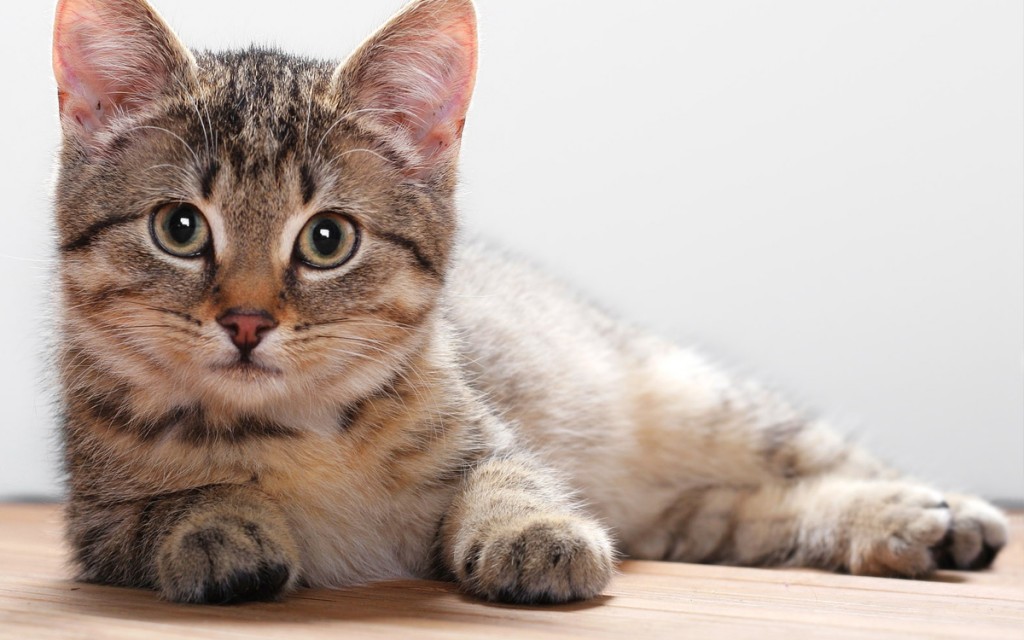 Alt text cat three