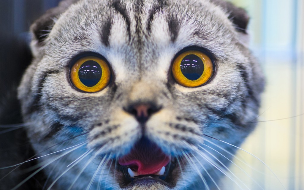 Cat 6