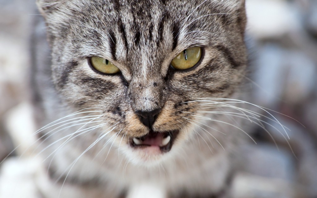 Cat 7
